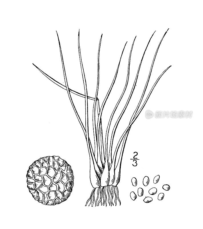 古植物学植物插图:Isoetes Tuckermani, Tuckerman's Quillwort